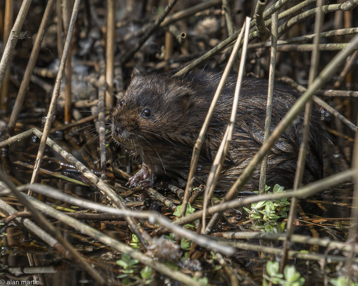 Water vole 3.