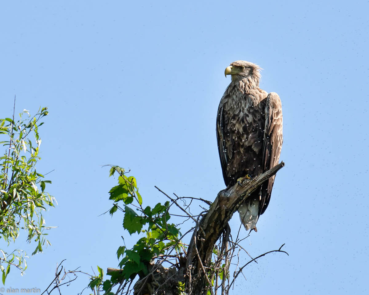 White-tailed Eagle, Romania