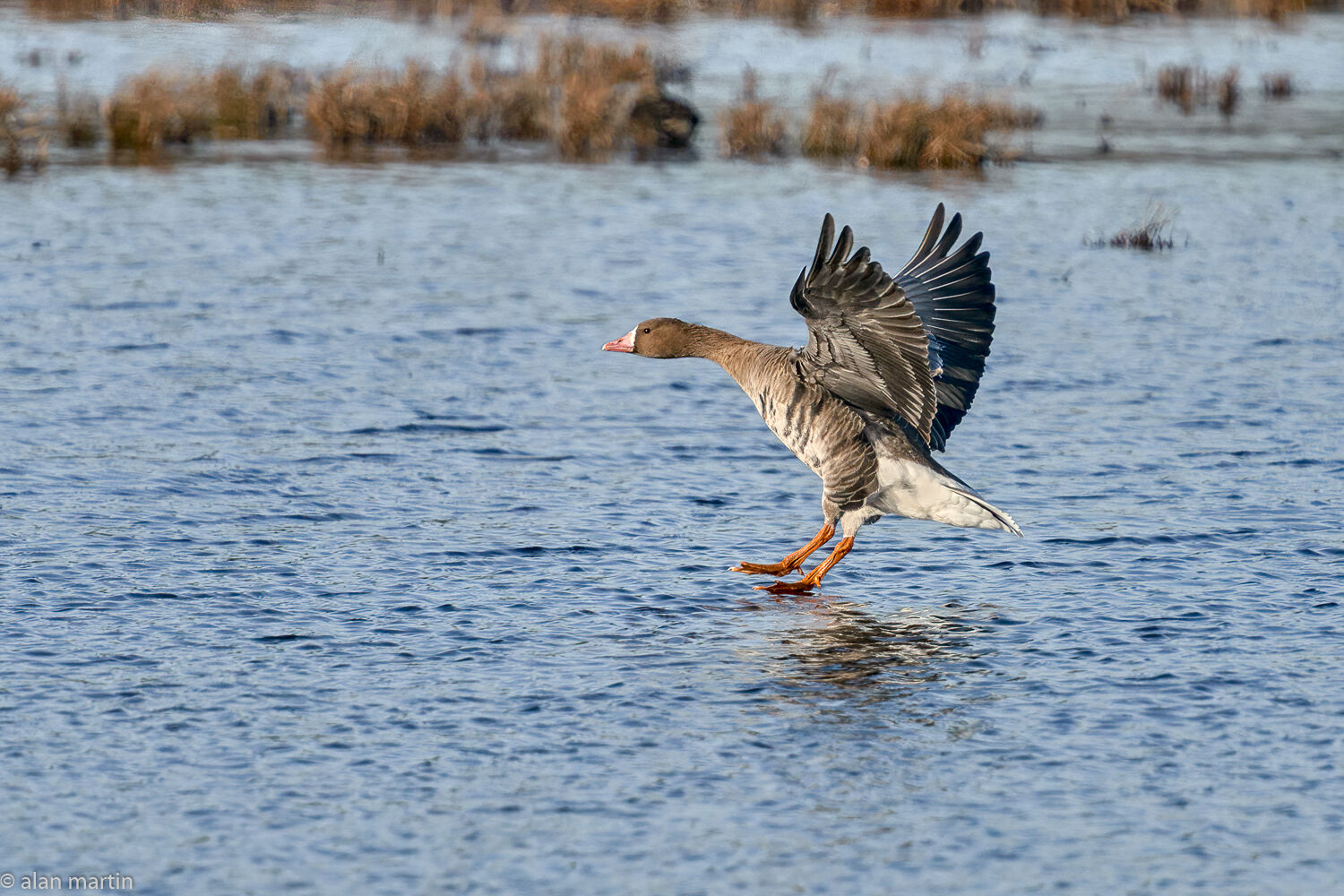 White Fronted Goose