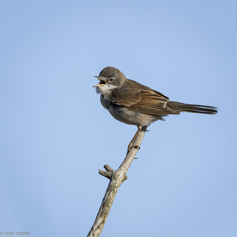 Whitethroat.