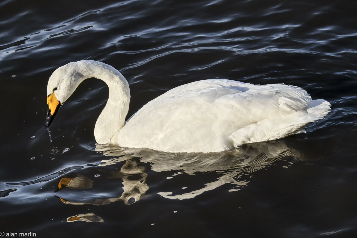 Whooper swan, Welney