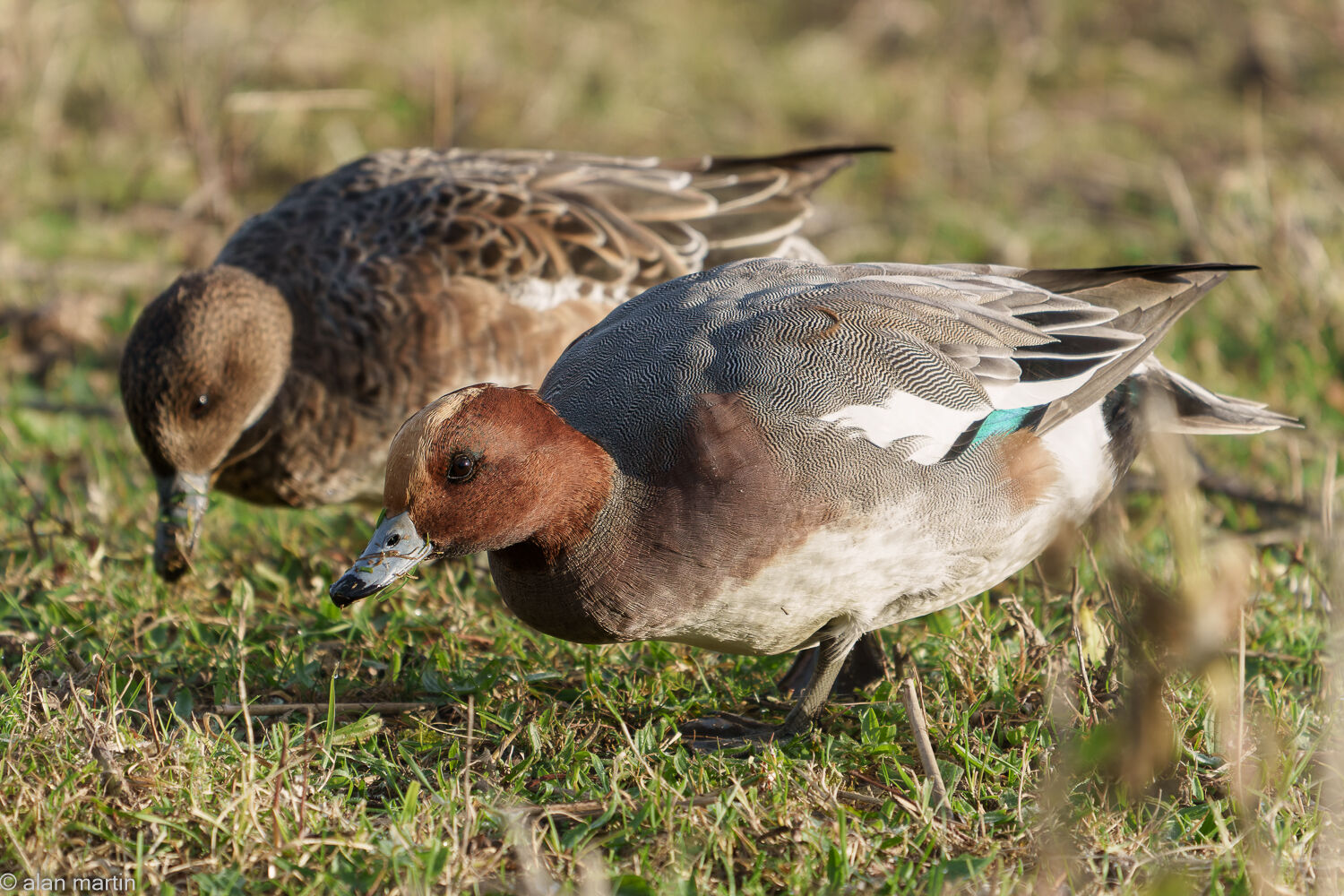 Wigeon