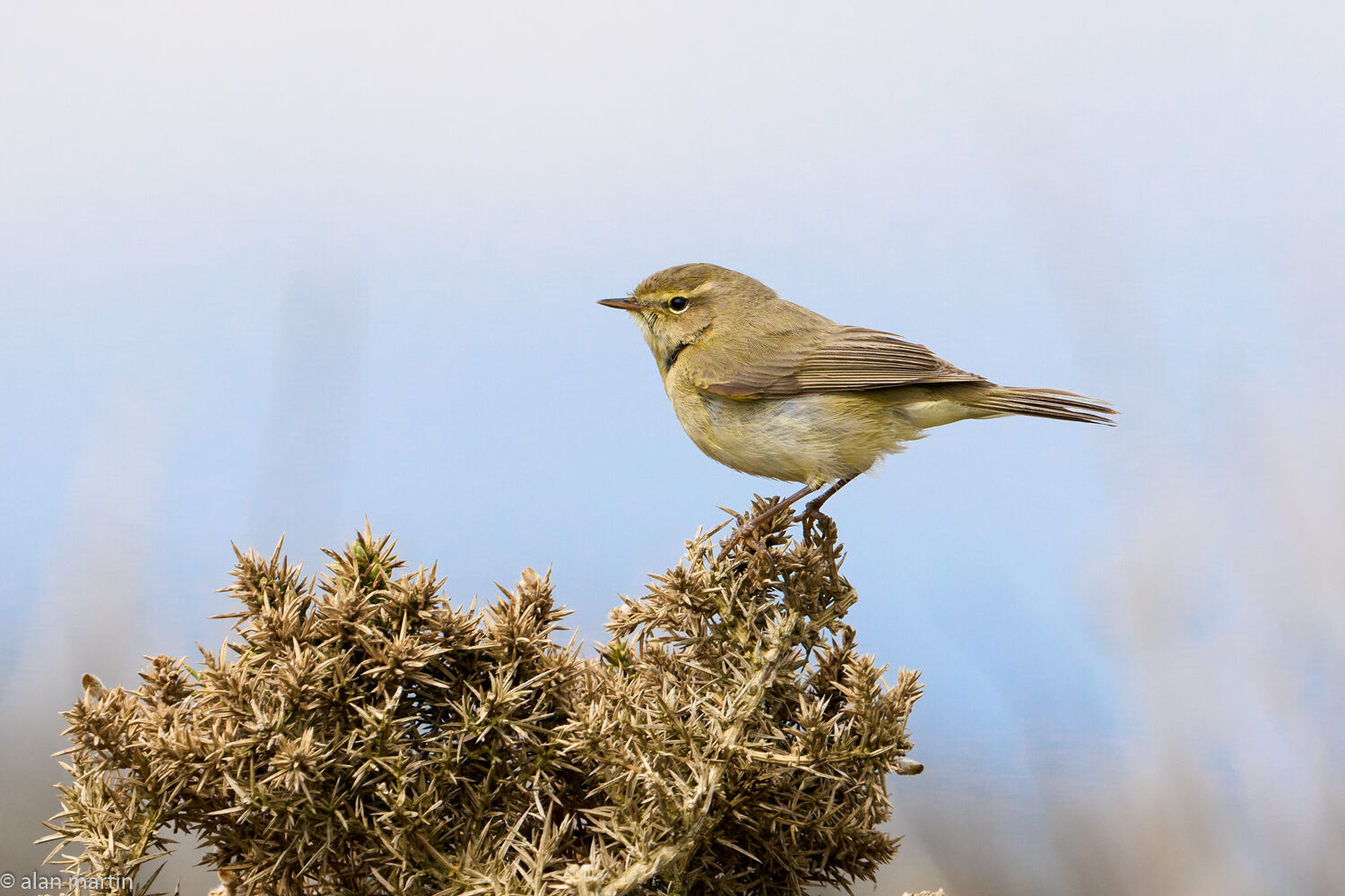 Willow warbler, North Warren