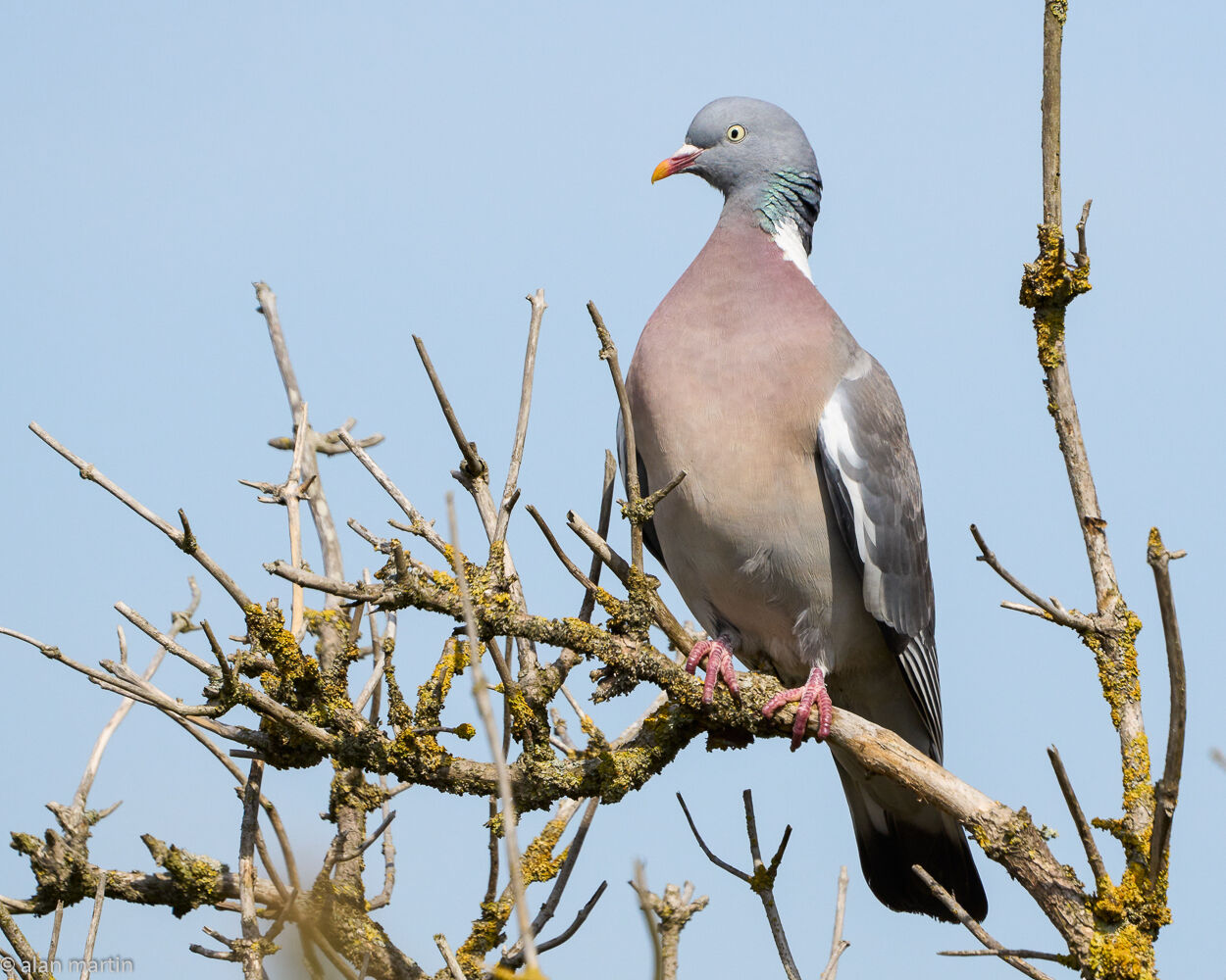 Wood pigeon.