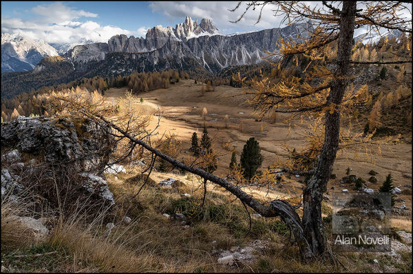 The Split Larch