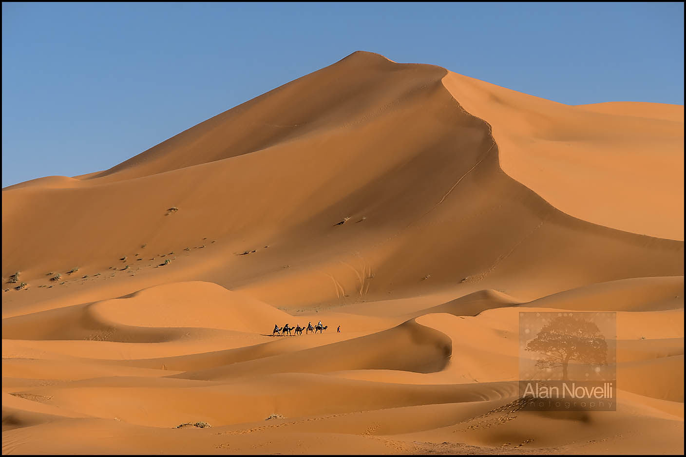 Camel Train