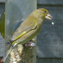 Greenfinch Dropping Food
