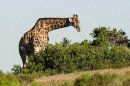 Giraffe Feeding