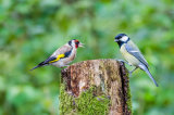 Goldfinch & Great tit