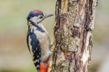 Great Spotted-3