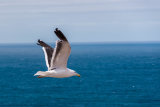 Lesser Black-Backed Gull