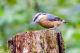 Nuthatch-6
