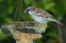 Sparrow with Worm