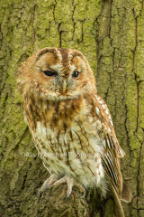 1AM5222-Tawney Owl