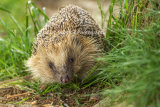 1AM5250-Hedgehog on Patrol