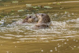 1AM5494-Otters Playing