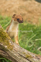 1AM5642-Stoat on Lookout