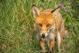 1AM5686-Fox in the Grass