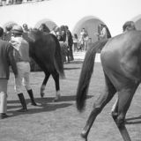 Another Day at the Races