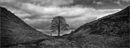 Sycamore Gap, Hadrian's Wall