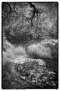 Roding Valley Nature Reserve