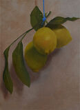 Lemons - For sale