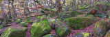 peak district photo:Padley gorge