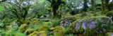 wistmans wood dartmoor devon
