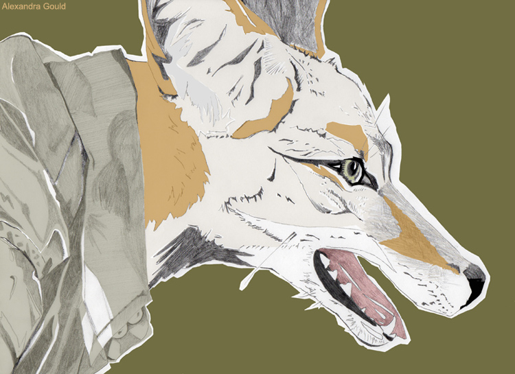Photoshop Jackal by Alex Gould