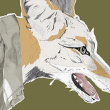 Jackal, 2013 Photoshop Jackal by Alex Gould