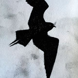 Arctic Skua