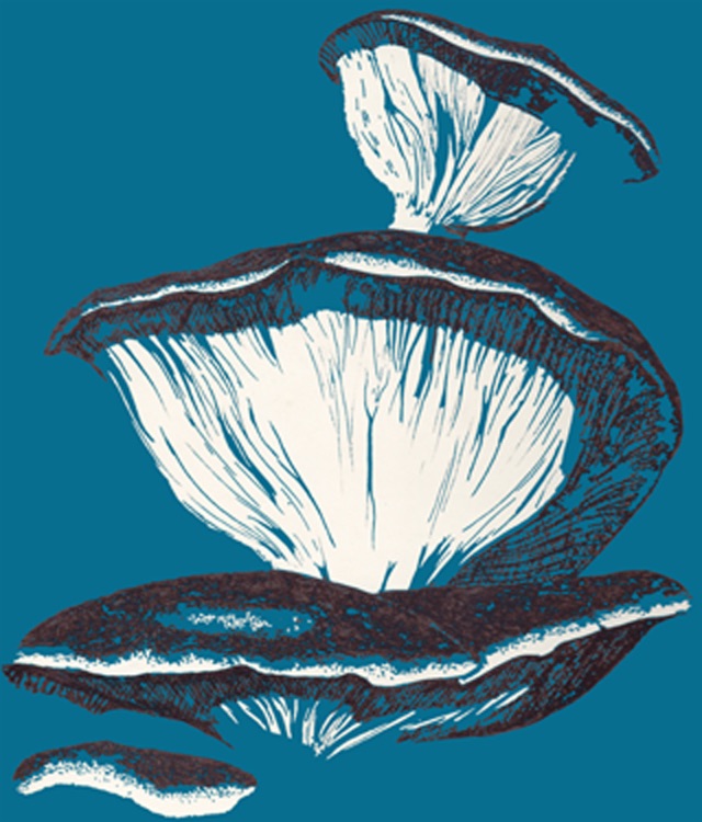 Fungi sketch by Alex Gould