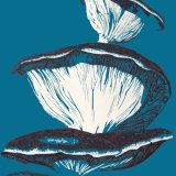 Fungi Fungi sketch by Alex Gould