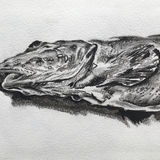 Deep Sea Fish of the Molloy Hole