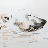 Polar bear off Svalbard