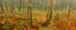 Autumn at Brock Bottom