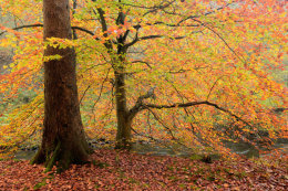 Autumn at Brock Bottom