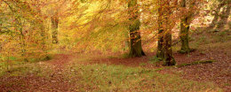 brock bottom pano