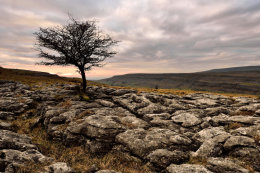 Southerscales Limestone Pavement