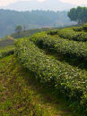 Tea plantations Chiang Rai