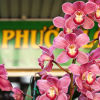Exotic orchids in little Saigon Sydney