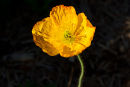 Sunlit yellow poppy