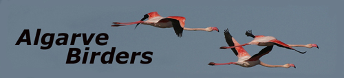 Algarve Birders