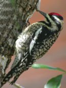 Yellow-bellied Sapsucker