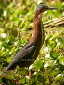 Green Heron