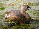 Pied-billed Grebe
