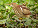 Least Bittern