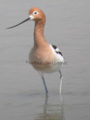 American Avocet