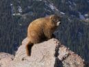 Yellow-bellied Marmot