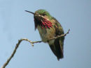 Calliope Hummingbird